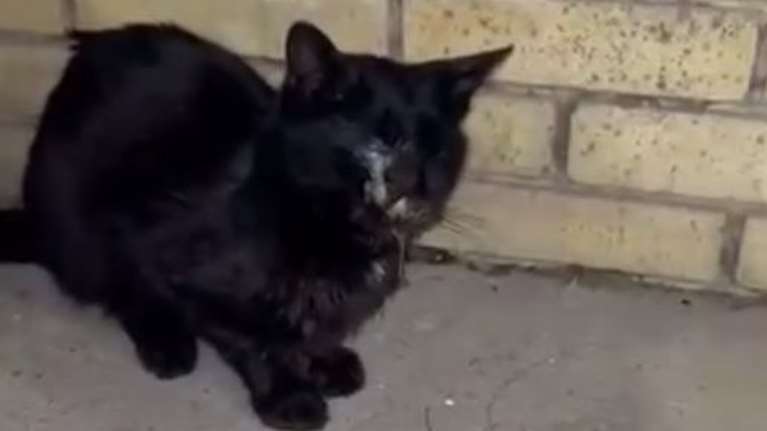 Έκκληση βοήθειας από την Alma Libre για τον γατούλη Βέιντερ