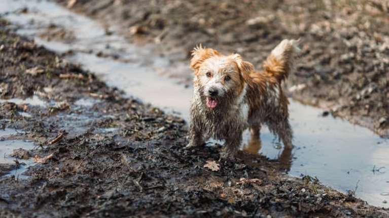 Ερυθρός Σταυρός: Ανάρπαστο το σεμινάριο πρώτων βοηθειών για σκύλους