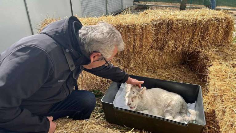 Αγώνας μήπως και σωθεί το μικρό τιγράκι που εγκαταλείφθηκε σε κάδο σκουπιδιών - Την επόμενη εβδομάδα η κρίσιμη απόφαση