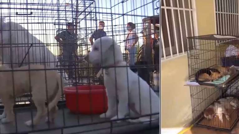 Στο δημοτικό καταφύγιο Λάρισας τα ζώα συντροφιάς - Τι θα απογίνουν αυτά που επέζησαν από τη θεομηνία