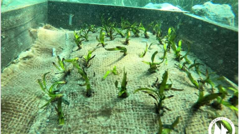 Το νησί των Δωδεκανήσων που φυτεύει... υποβρύχιους κήπους [εικόνες]