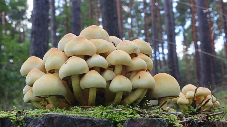 Φλώρινα: Σε κρίσιμη κατάσταση μαθητής που έφαγε δηλητηριώδη μανιτάρια