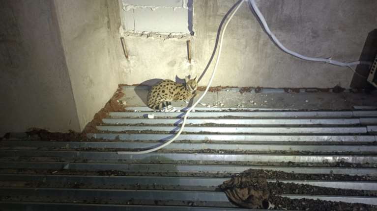 Ένα Σερβάλ στο Μεταξουργείο: Η ειδοποίηση του ΑΝΙΜΑ στo Alma Libre - Eπεσε στο κενό από τον 5ο όροφο