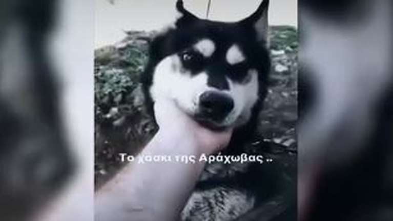 Αράχωβα: Στην αποθήκη που ήταν ο Όλιβερ βρέθηκαν κρανία σκύλων, λέει η πρόεδρος της Πανελλήνιας Ομάδας κατά της κακοποίησης ζώων