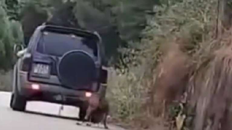 Ζάκυνθος: Έσερνε κατσίκα με το αυτοκίνητό του - Οργισμένες αντιδράσεις για την κακοποίηση του ζώου [βίντεο]