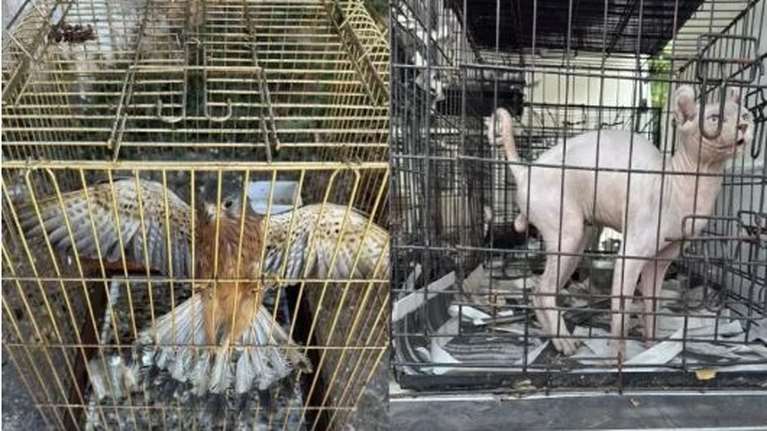 Παράνομο εμπόριο ζώων συντροφιάς στον Γέρακα: Εγκλωβισμένα σε κλουβιά 27 σκυλιά, γάτα σφινξ και γεράκι - Βίντεο