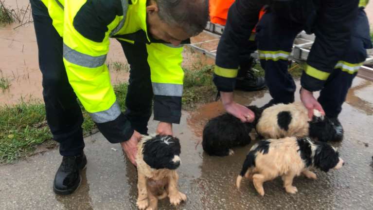 Κακοκαιρία Διομήδης: Συγκλονιστική διάσωση κουταβιών που κινδύνεψαν να πνιγούν [Εικόνες - Βίντεο]