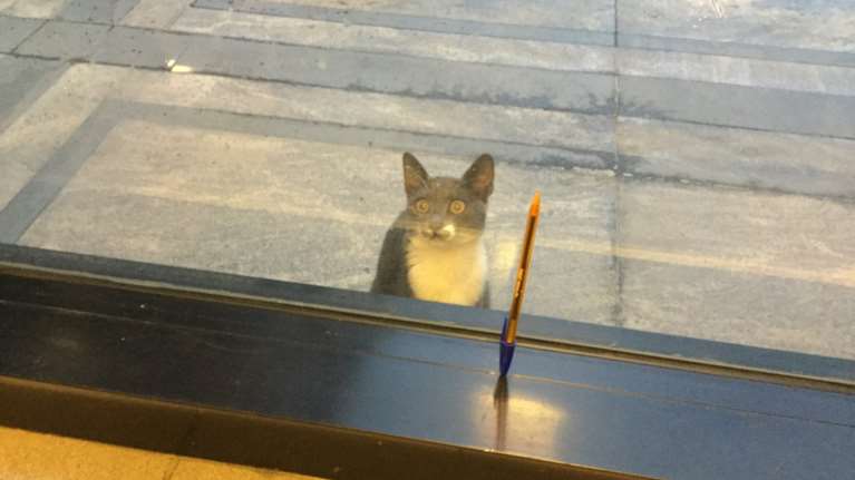 Πρωκτικοί αδένες σε σκύλο και σε γάτα: Τι είναι - Oι κινήσεις του ζώου που πρέπει να σας αφυπνίσουν