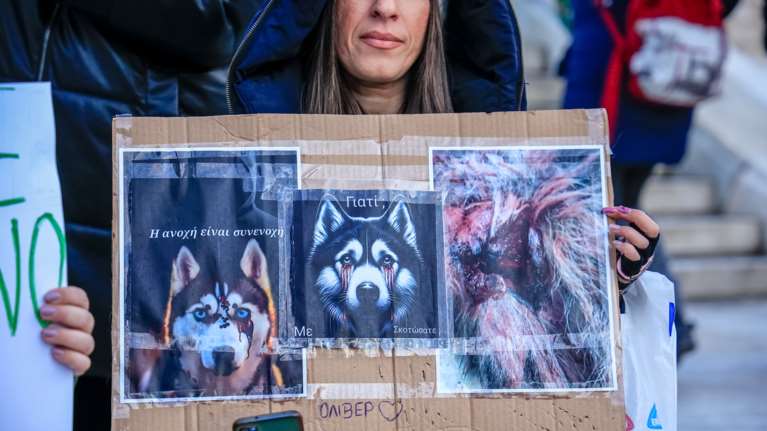 Δίωξη για τον Όλιβερ: Είμαστε εν αναμονή της κλήσης του κατηγορουμένου - Τι λέει ο δικηγόρος του κηδεμόνα του χάσκι