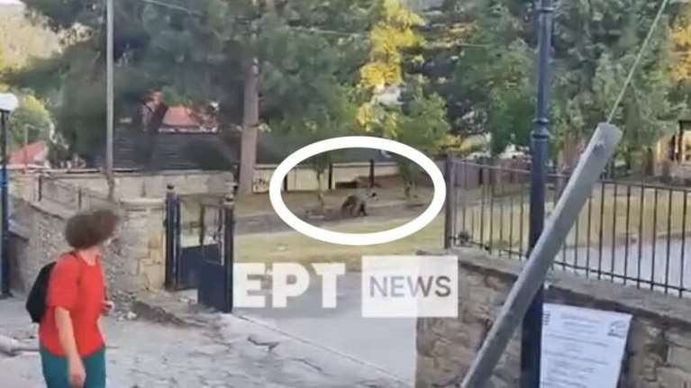 Καστοριά: Αρκούδα βόλταρε σε... αυλή σχολείου στο Νεστόριο [βίντεο]