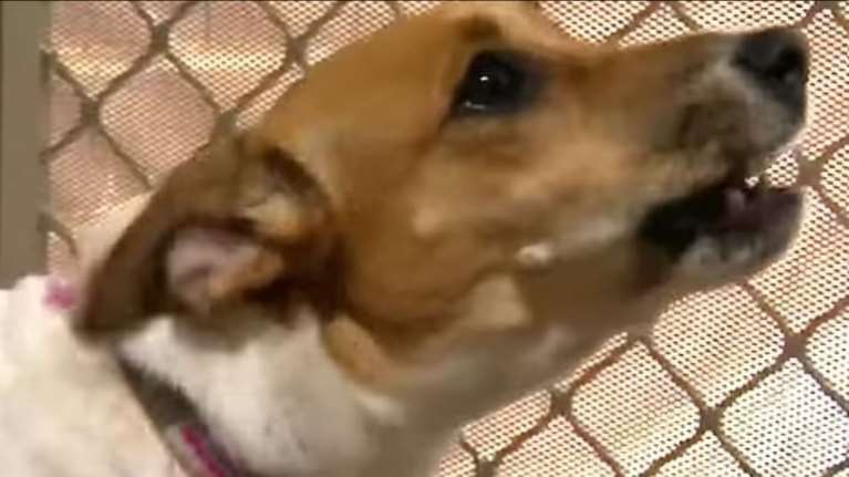 Πώς ένα κουτάβι Τζακ Ράσελ, έσωσε τη ζωή του ιδιοκτήτη του όταν κατέρρευσε στον δρόμο