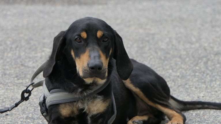 Φρίντα: Όταν βλέπει κόσμο στέκεται στα δύο πόδια στην άκρη στα κάγκελα, παρακαλώντας για λίγη προσοχή