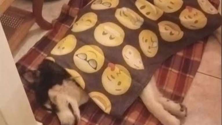 Αράχωβα:  &quot;Είναι ψυχοπαθής, θα μπορούσε το ίδιο να το κάνει σε ένα παιδί&quot;, λέει ο δήμαρχος για τον κακοποιητή του Όλιβερ