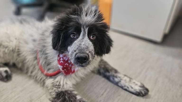 Φριζαρισμένο μαλλί και γουρλωμένο μάτι - Δεν ήταν ούτε από το στρες ούτε από τον πόνο, απλώς είναι η ταυτότητα του Πέτρου