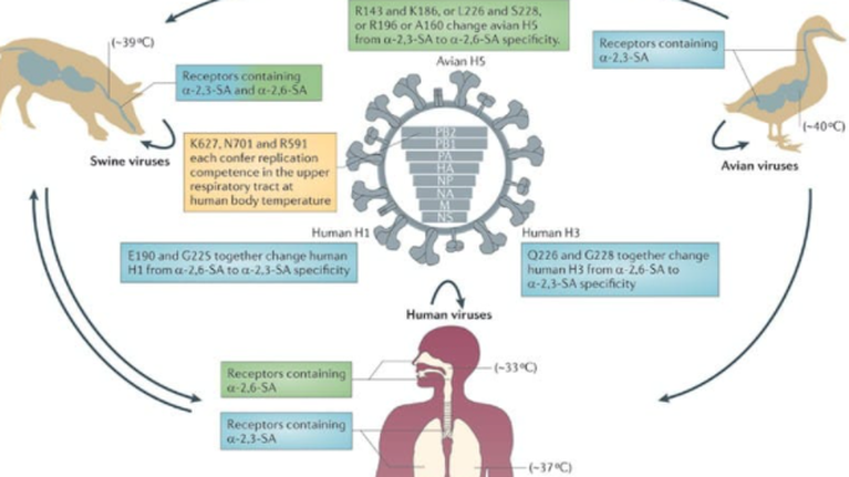 Γκίκας Μαγιορκίνης: Πώς τα εμβόλια αποτρέπουν την ταχεία διείσδυση του κορονοϊού στον πνεύμονα