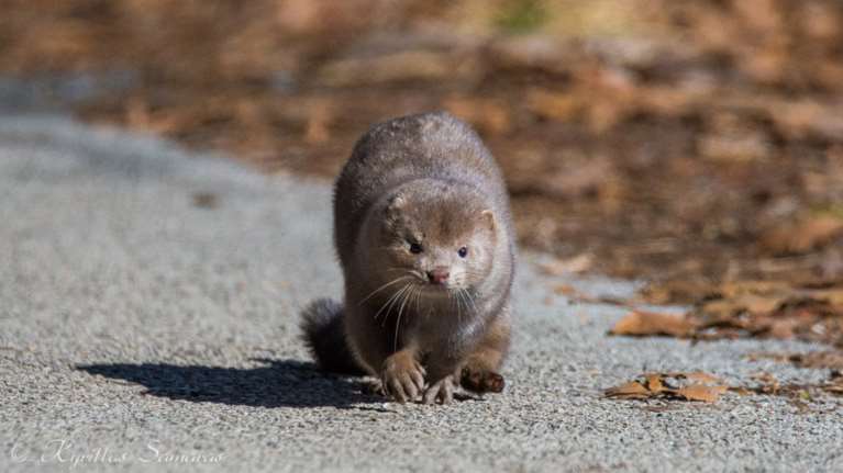 Κορονοϊός: Θετικά όλα τα βιζόν στη φάρμα στην Κοζάνη - Συναγερμός στη Δυτική Μακεδονία με τα 1 εκατ. γουνοφόρα