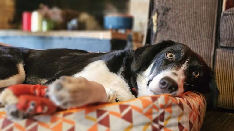 Από εκεί που ζούσε αδέσποτη σε ένα χωριό, μια μέρα μπήκε σε ένα σπίτι - Ηταν σαν να έμενε πάντα εκεί