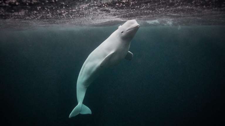 Νορβηγία: Νεκρή εντοπίστηκε η "Χβάλντιμιρ", η φάλαινα "κατάσκοπος των Ρώσων"