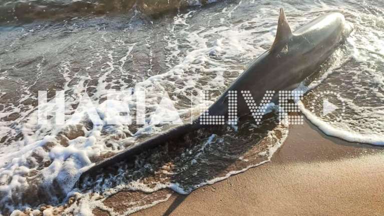 Θλιβερό: Νεκρή νεαρή "αλεπού" ξεβράστηκε στην Ζαχάρω -Τρία μέτρα το καρχαριοειδές