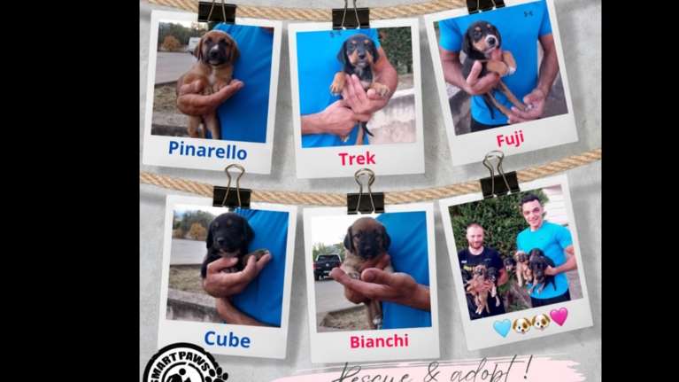 Mμμμ αυτά είναι καθαρόαιμα γλυκοκούταβα - Και τα 7 είναι υπέροχα: Επιβίωσαν ολομόναχα, μόνο με τη μαμά τους