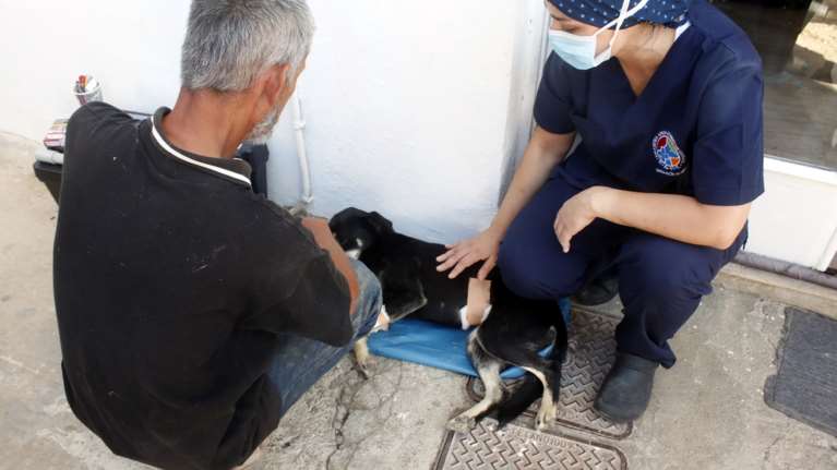 Απεργία κτηνιάτρων: Γιατί κλείνουν τα ιατρεία - Εκνευρισμός για υποχρεωτικές στειρώσεις, DNA, και χαράτσι των 150 ευρώ