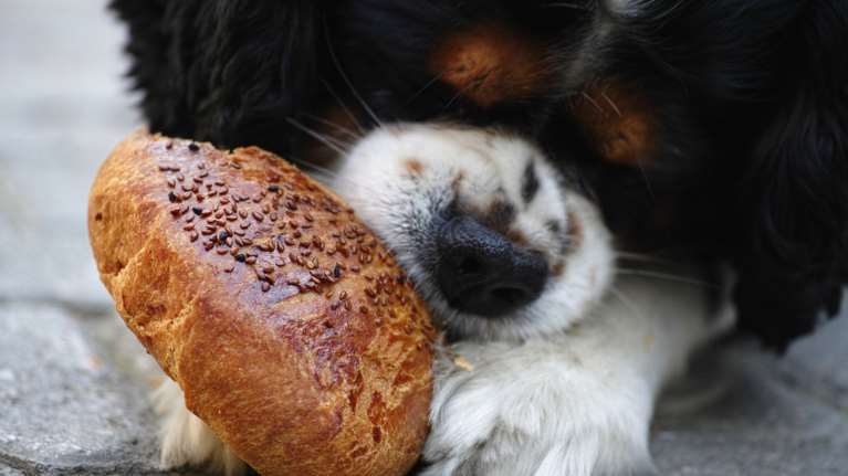 Επικίνδυνες ουσίες και τροφές για σκύλους: Τι είναι και τι δεν είναι ασφαλές να τρώει ο woofης σας