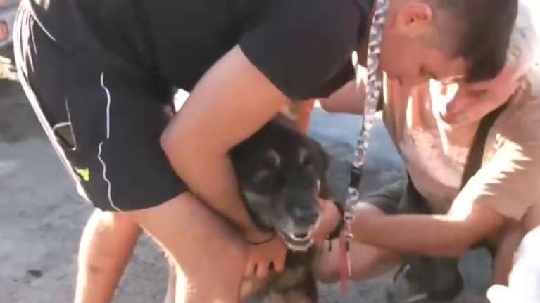 Πυρκαγιά σε Πικέρμι και Σπάτα: Περιέθαλψαν τουλάχιστον 22 οικόσιτα ζώα που κινδύνευσαν και ταλαιπωρήθηκαν