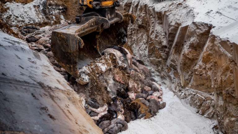 Σφαγή - βιζόν: Διεθνής κατακραυγή και πολιτική κρίση στη Δανία -"Science": Ο ιός πέρασε από τους ανθρώπους στα ζώα