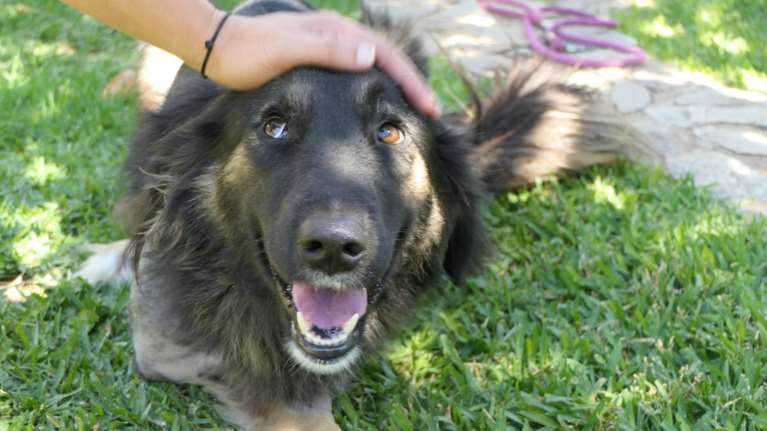 Σώστε ένα αδεσποτάκι: Η Κλάρα έχασε το ποδαράκι της - Ομως, παρόλο τον πόνο δεν έχασε ποτέ το φως μέσα της