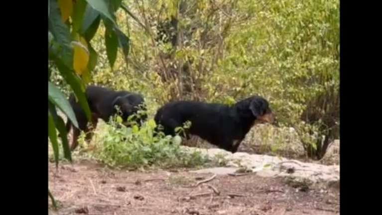 Λύθηκε το μυστήριο με τα 7 σκυλιά στο Άλσος Παγκρατίου - Αδέρφια που κατέβηκαν από το όρος Κουταλά και επέστρεψαν στο βουνό