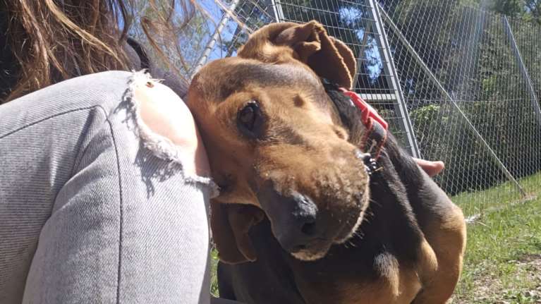 Είναι γιαγιά, γκεκούλα: Ακουμπάει το κεφάλι της πάνω σου, σε κοιτάει στα μάτια, και μπορείς να την χαϊδεύεις ώρες και ώρες