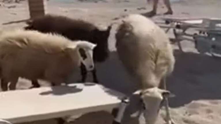 Ευλογιά προβάτων: Σε ποιες περιφέρειες εφαρμόζονται νέα μέτρα και σε ποιες αίρονται