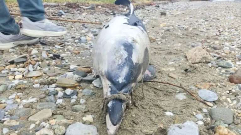Βόλος: Νεκρό δελφίνι με δεμένο το ρύγχος του και τραύματα από προπέλα