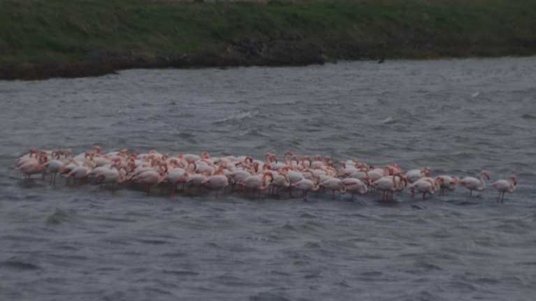 Μυτιλήνη: Πώς τα φλαμίνγκο της Αλυκής στην Καλλονή προβλέπουν την.... κακοκαιρία