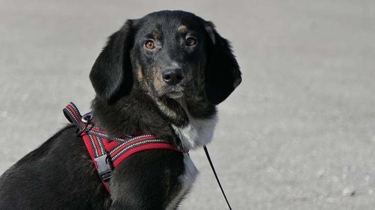 Ο Μαρόκο είναι ένας κούταβος παχουλός, χαριτωμένος, κοντός - Είναι το σκυλί που θέλεις να το ζουμπάς