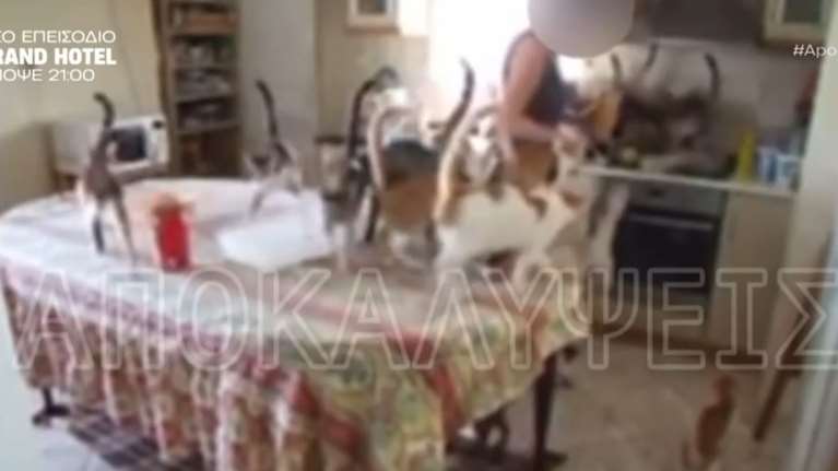 Φρίκη με ζευγάρι που παραδέχεται ότι εκτρέφει γάτες για να τις φάει: &quot;... προκειμένου να πέσει η τιμή του κρέατος&quot;