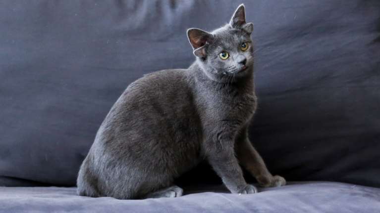 Tουρκία: Viral η Μίδα, η γατούλα που γεννήθηκε με τέσσερα αυτιά [Βίντεο-Εικόνες]