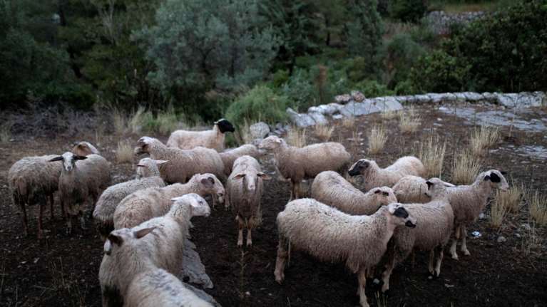Επιχείρηση της ΕΛΑΣ για ζωοκλοπές στην Κρήτη - Έλεγχοι σε σπίτια και ποιμνιοστάσια
