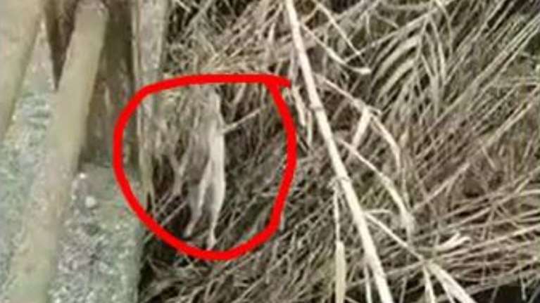 Φρίκη στο Αγρίνιο: Κρέμασαν σκυλί από σωλήνα (προσοχή σκληρές εικόνες)