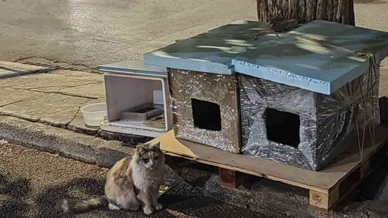 Μάθημα ζωής από μια σκληρά εργαζόμενη γυναίκα που φροντίζει δεκάδες αδέσποτα