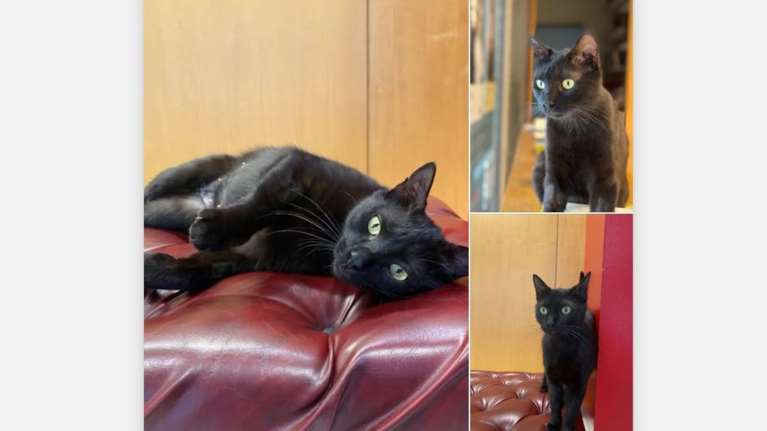 Η γατούλα του Θεάτρου Πορεία παρακολουθεί πρόβες, ακροάσεις, τα backstages και υποδέχεται τους θεατές στο φουαγιέ