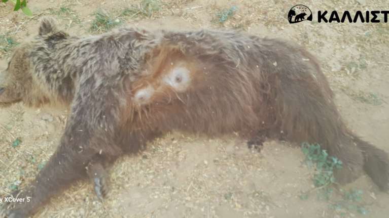 Καστοριά: Ηταν σε κατάσταση φυγής η μητέρα αρκούδα που δέχθηκε πέντε σφαίρες πισώπλατα - Ψάχνουν τα μικρά της