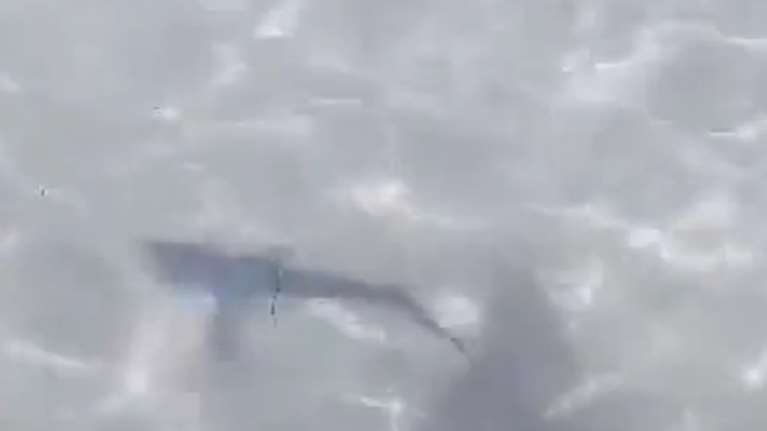 Ένας μικρός καρχαρίας &quot;επισκέφθηκε&quot; τους λουόμενους στη Σαλαμίνα [βίντεο]