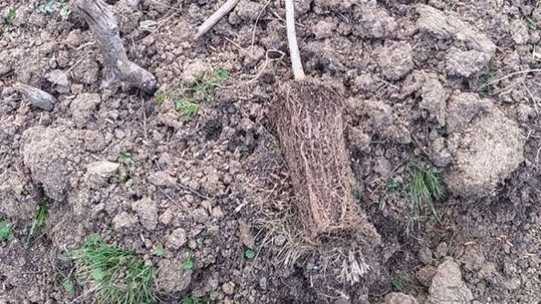 Απίστευτο: Κατέστρεψαν δέντρα που φύτεψαν Ουκρανοί πρόσφυγες στο "Δάσος των Προσφύγων"