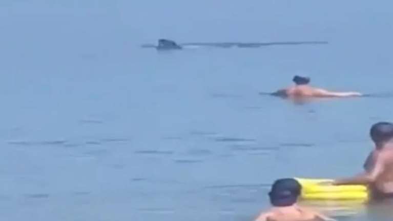 Θεσσαλονίκη: Τον... τρόμο σκόρπισε ένα φεγγαρόψαρο που κολυμπούσε στα ρηχά [βίντεο]