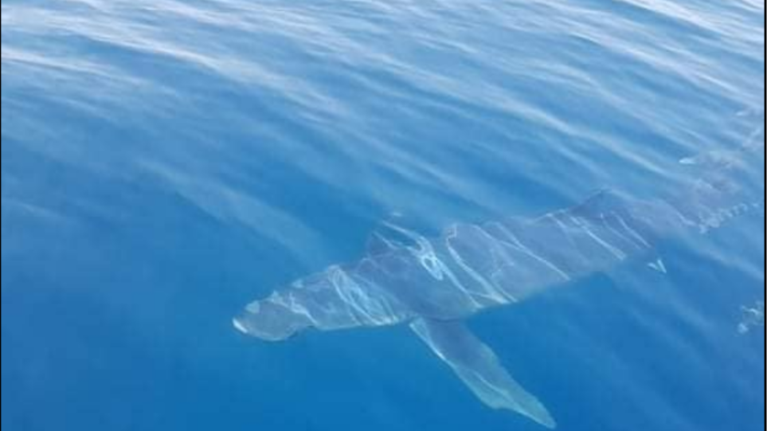 Έκανε SUP δίπλα σε καρχαρία 500 κιλών και παρέμεινε ατάραχη! [βίντεο]