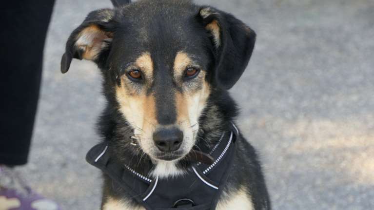 Σώστε ένα αδεσποτάκι: Η Βίλμα, αναζητάει την ανθρώπινη επαφή - Ψάχνει τον καλύτερο της φίλο