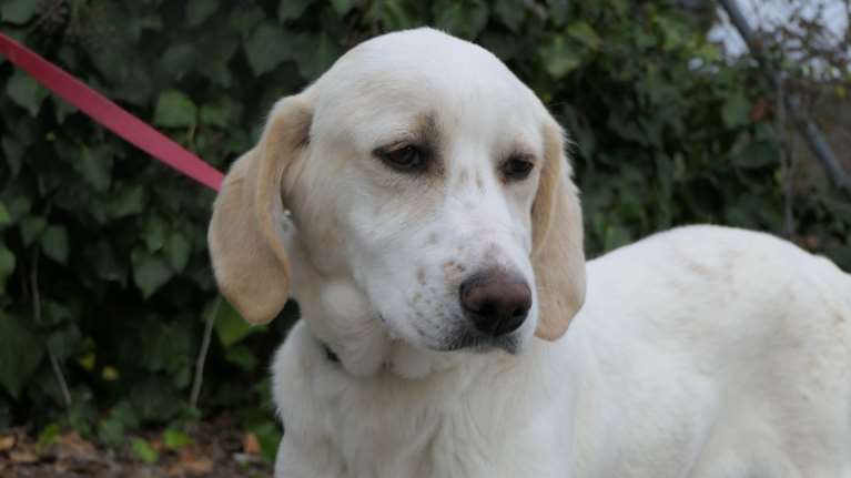 &quot;Πω πω τι ωραία είναι η ζωή... και εσάς δεν σας αρέσει&quot; - Ο Τζόι ένας κούταβος αφράτος, μπουνταλάς και συνεχώς χαρούμενος