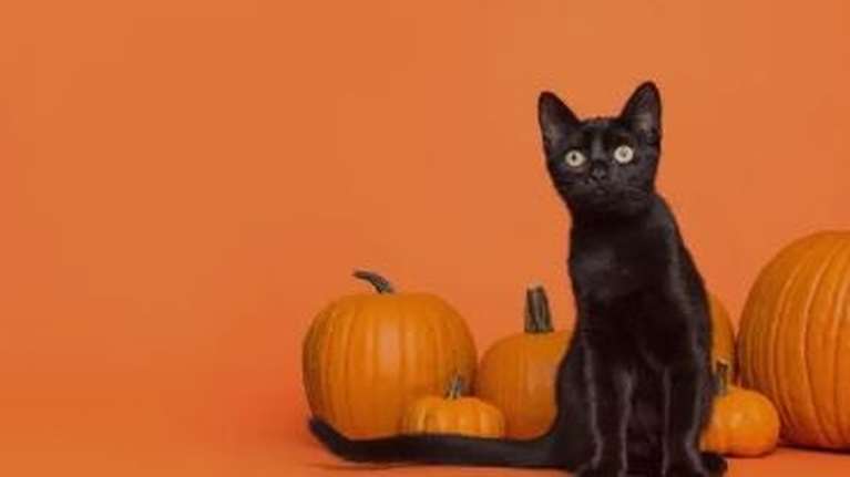 Γιατί ισπανική πόλη απαγόρευσε την υιοθεσία μαύρων γατιών