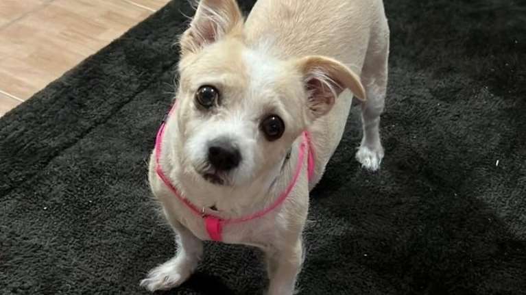 Η Αρια ήταν δεμένη έξω από σούπερ μάρκετ και την πέταξαν σε κάδο απορριμμάτων